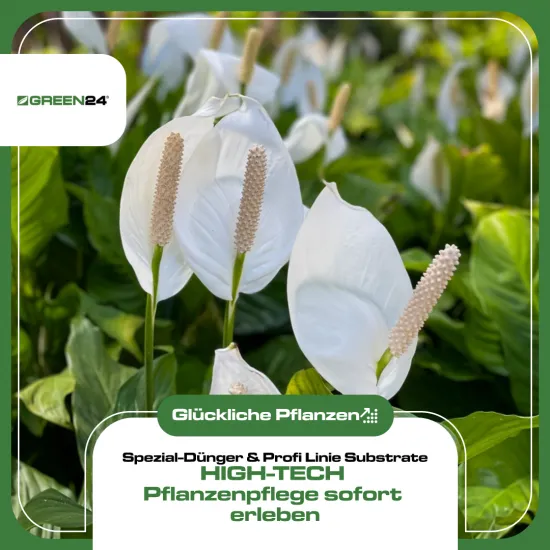 Einblatt Dünger – 250ml Spezialdünger für Spathiphyllum | Für strahlend weiße Hochblätter & sattgrünes Wachstum | Gegen gelbe Blätter | Aronstabgewächse-Spezialist
