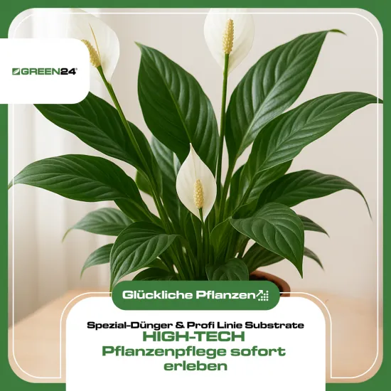 Einblatt Dünger – 250ml Spezialdünger für Spathiphyllum | Für strahlend weiße Hochblätter & sattgrünes Wachstum | Gegen gelbe Blätter | Aronstabgewächse-Spezialist
