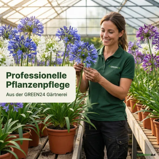 Schmucklilien Dünger Agapanthus düngen 250ml