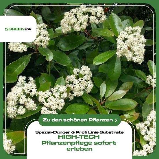 Photinia-Dünger – 250ml NPK Spezialdünger für Glanzmispel & Lorbeermispel | Für spektakulären roten Austrieb & dichte Hecken | Ideal für Photinia-Arten
