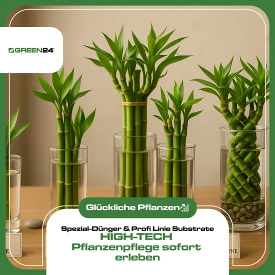 GREEN24 Glücksbambus Dünger 250ml | NPK Spezial-Flüssigdünger für Lucky Bamboo (Dracaena sanderiana) in Hydrokultur & Wasser | Verhindert gelbe Blätter & sorgt für kräftige, grüne Triebe