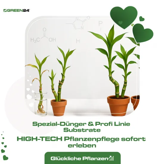 GREEN24 Glücksbambus Dünger 250ml | NPK Spezial-Flüssigdünger für Lucky Bamboo (Dracaena sanderiana) in Hydrokultur & Wasser | Verhindert gelbe Blätter & sorgt für kräftige, grüne Triebe