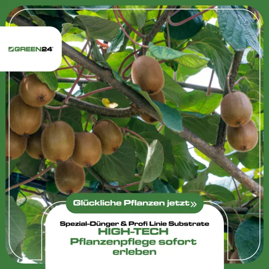 Kiwi-Dünger 250ml, flüssiger Spezialdünger für alle Kiwi-Arten, fördert reiche Ernte & saftige Früchte, ideal für Actinidia deliciosa Kletterpflanzen, hochwirksames NPK-Konzentrat für gesunden Wuchs