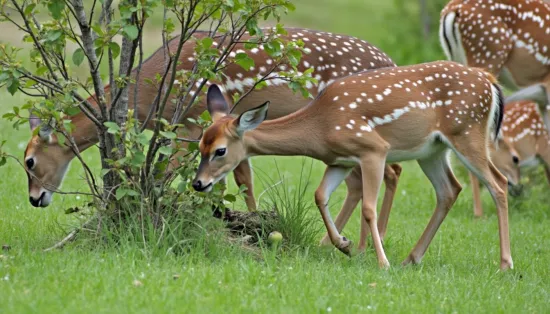 Stammschutz gegen Verbiss 100cm – Maximaler Baumschutz für große Jungbäume und extreme Wildtiersituationen