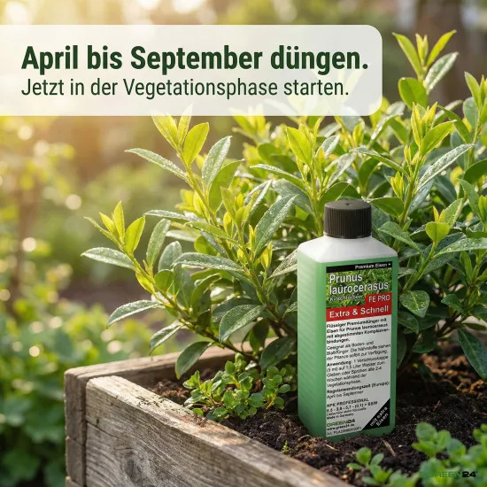 Prunus laurocerasus Extra + Eisen Spezial Kirschlorbeer Dünger FE PRO 250ml