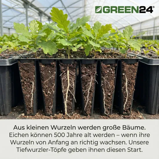 QP 24T16 BTP Baumschulen Anzuchtplatte Topfplatte 28x36cm (24 eckíge Töpfe BxLxH 55x60x160 mm) stabile Profi Multitopf-Platte