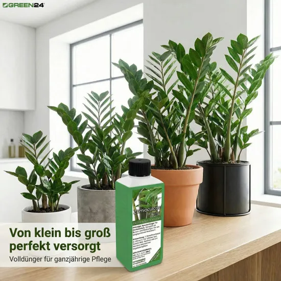 Zamioculcas zamiifolia Dünger, NPK Flüssigdünger für Glücksfeder Kartonpapier-Palme Zamie (Zamia Farn, Zamio Palme) Zanzibar Pflanzen/Zimmerpflanzen