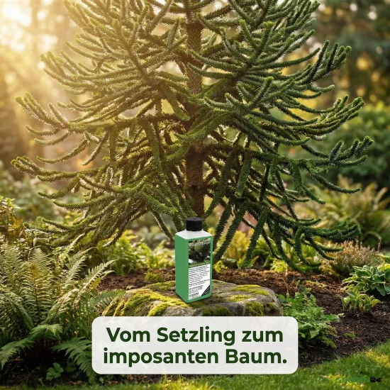 Araukarien-Dünger XL 1 Liter Araucaria Andentanne Schmucktanne