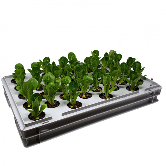 Aqua 36-A Pro Hydroponic Anzucht-System XL 40 x 60 cm, für Nutzpflanzen, Gemüse, Kräuter, Salate, Zierpflanzen in Tiefwasserkultur (DWC)