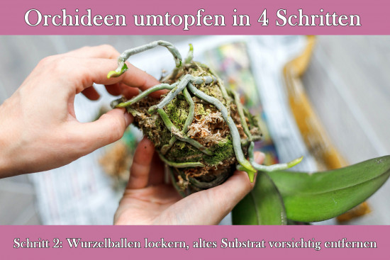 20 Stück Orchideentopf transparent, Ø 11,4 cm