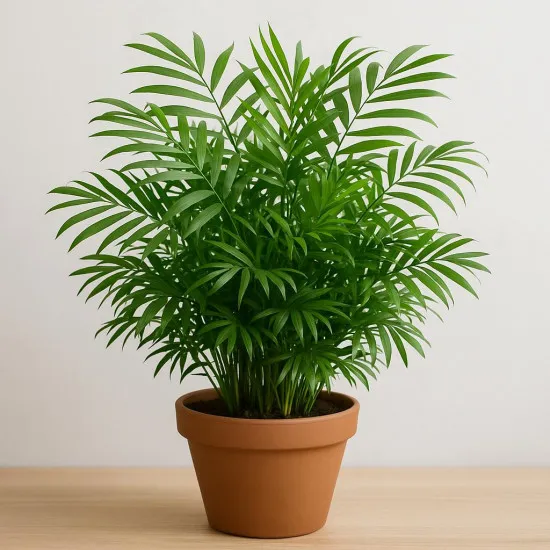 Bergpalmen-Dünger – 250ml Spezialdünger für Chamaedorea elegans | Für elegante Zimmerpflanzen & tropisches Wohnflair | Ideal für alle Bergpalmen-Arten