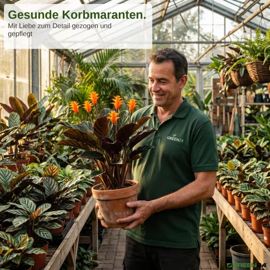 Calathea Crocata - Dünger (Safran-Korbmarante) - Mineralischer NPK Flüssigdünger 250ml