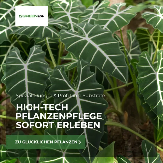 Alocasia Dünger, 250ml, Spezial-Flüssigdünger für Pfeilblatt & Elefantenohr, für kräftige Blätter, intensive Farben und gesundes Wachstum