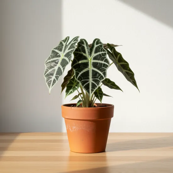 Alocasia Dünger, 250ml, Spezial-Flüssigdünger für Pfeilblatt & Elefantenohr, für kräftige Blätter, intensive Farben und gesundes Wachstum