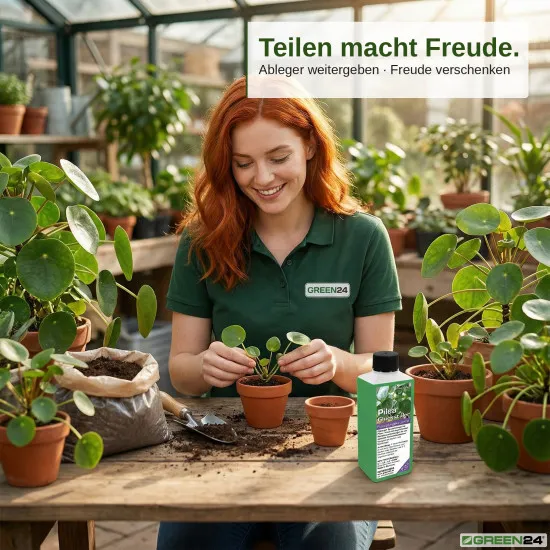 Pilea-Dünger - Pilea peperomioides Flüssigdünger - 250ml Konzentrat für kräftige Blätter & gesundes Wachstum