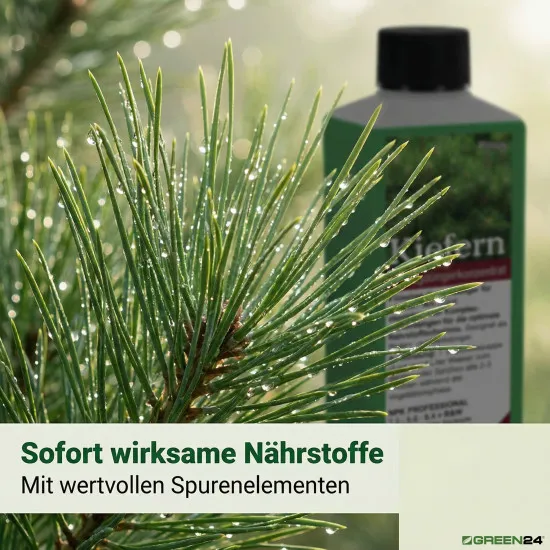 Kiefern-Dünger - Flüssigdünger für Pinus nigra, Pinus pinea, Pinus strobus, Pinus sylvestris, Pinus mugo etc. 250ml
