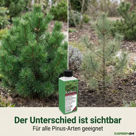 Kiefern-Dünger - Flüssigdünger für Pinus nigra, Pinus pinea, Pinus strobus, Pinus sylvestris, Pinus mugo etc. 250ml