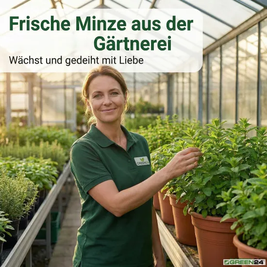 Minze-Dünger - Mentha Flüssigdünger für Minze, Pfefferminze, Apfelminze - 250 ml