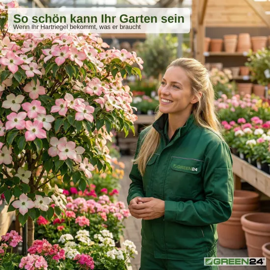 Blumenhartriegel-Dünger - Cornus kousa Flüssigdünger für Blüten-Hartriegel - NPK 250 ml