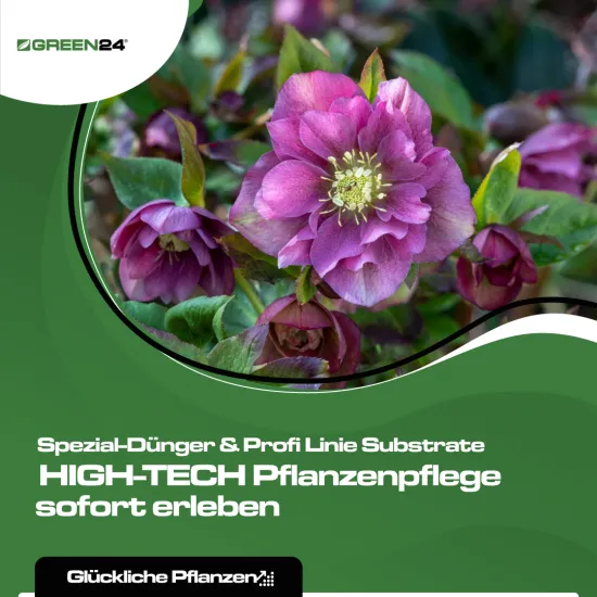 Christrose-Dünger – Helleborus niger – NPK-Flüssigdünger mit Spurenelementen 250 ml