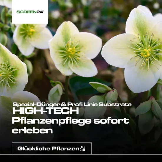 Christrose-Dünger – Helleborus niger – NPK-Flüssigdünger mit Spurenelementen 250 ml