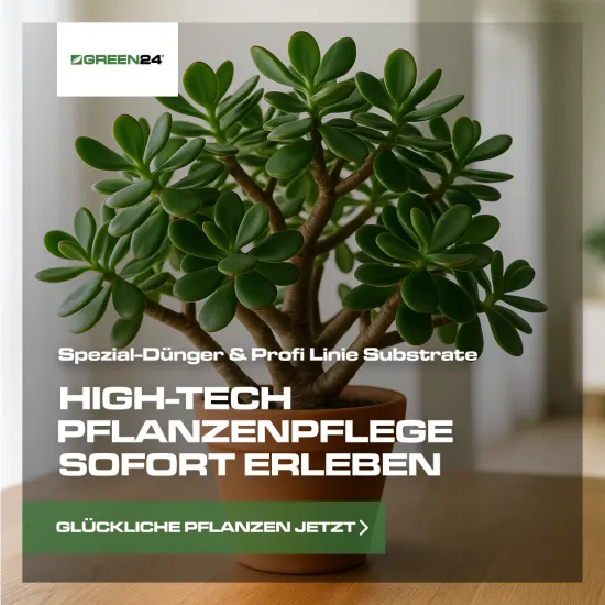 Geldbaum-Dünger Pro – 250ml NPK-Konzentrat für Crassula ovata | Pfennigbaum düngen für kräftige Blätter & üppige Blüten | Sukkulenten-Dünger mit Spurenelementen