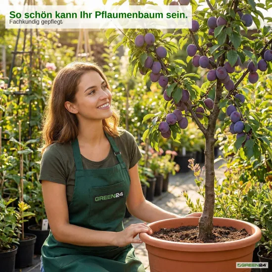Pflaumenbaum-Dünger – Prunus domestica NPK Flüssigdünger 250ml für kräftige Blätter, Blüten und Früchte 250 ml