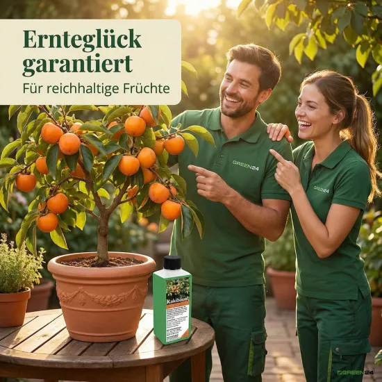 Kakibaum-Dünger - Diospyros kaki Flüssigdünger für reichhaltige Früchte 250 ml