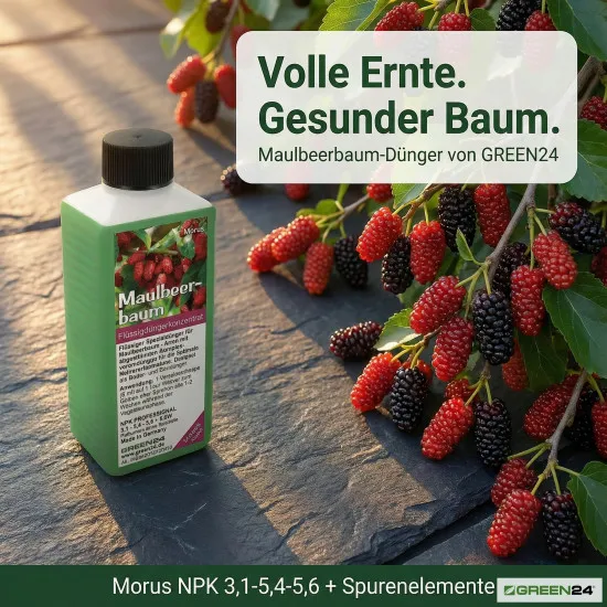 Maulbeerbaum-Dünger – Morus NPK Flüssigdünger für gesunden Wuchs und üppige Ernte 250 ml