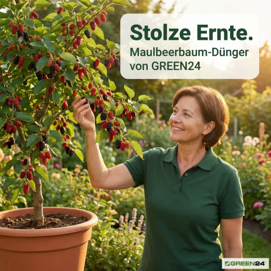 Maulbeerbaum-Dünger – Morus NPK Flüssigdünger für gesunden Wuchs und üppige Ernte 250 ml