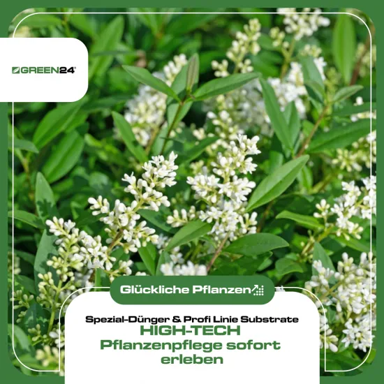 Liguster-Dünger, 250ml NPK Konzentrat mit Spurenelementen, für dichte & gesunde Ligusterhecken, schnelles Wachstum