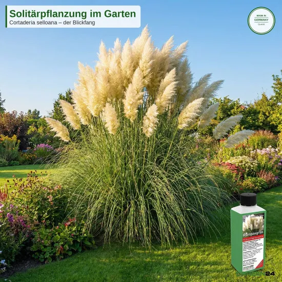 Pampasgras-Dünger NPK Cortaderia selloana Flüssigdünger 250ml für schnelles und starkes Wachstum