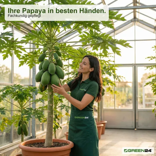 Papaya-Dünger – Carica papaya NPK Flüssigdünger für gesunden Wuchs und reiche Ernte 250 ml