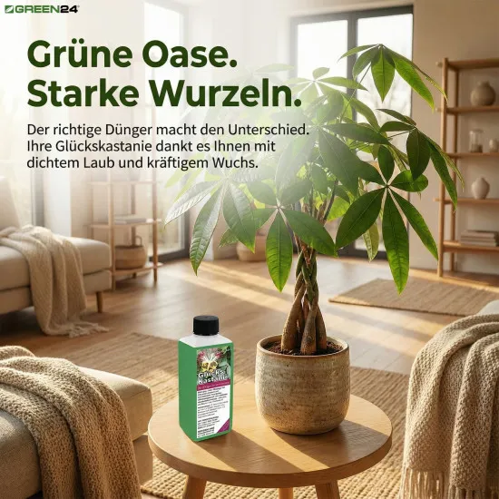 Glückskastanie-Dünger: Pachira aquatica - Effektiver NPK Flüssigdünger 250 ml für gesundes Wachstum