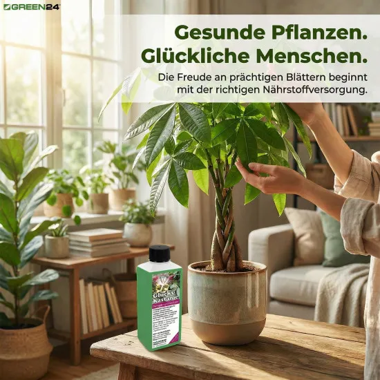 Glückskastanie-Dünger: Pachira aquatica - Effektiver NPK Flüssigdünger 250 ml für gesundes Wachstum
