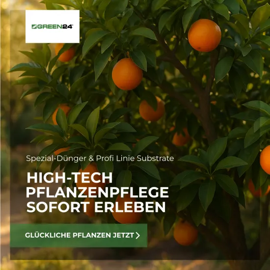 Orangenbaum-Dünger Citrus Sinensis – 250ml Spezialdünger für süße Orangen | Für reiche Ernte & mediterrane Pracht | Professionelle Zitruspflege