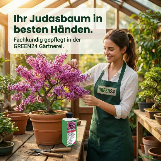 Judasbaum-Dünger - Cercis siliquastrum, Cercis chinensis, Cercis canadensis NPK Flüssigdünger 250 ml