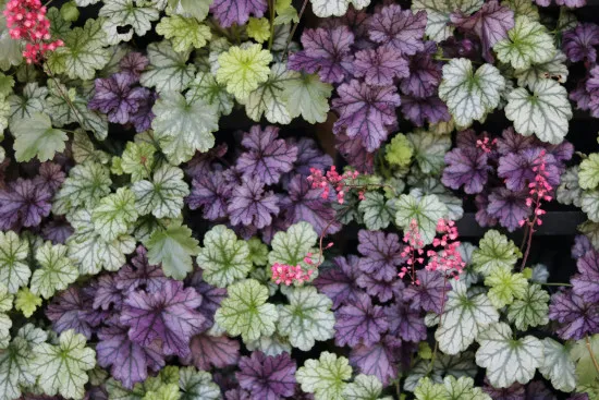 Heuchera Jananz/shutterstock.com