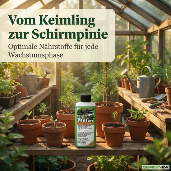 Pinien-Dünger – Pinus pinea NPK Spezialdünger für prächtige Mittelmeer-Pinien 250ml