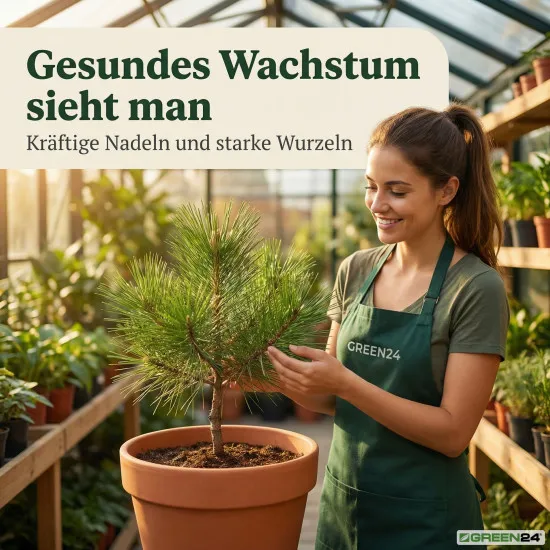 Pinien-Dünger – Pinus pinea NPK Spezialdünger für prächtige Mittelmeer-Pinien 250ml
