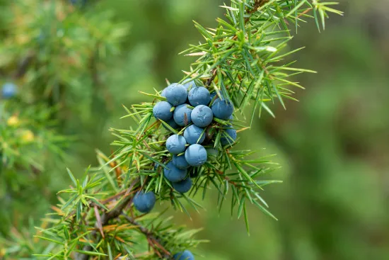 Wacholder Früchte, Juniperus communis - Adam Radosavljevic/shutterstocks.com