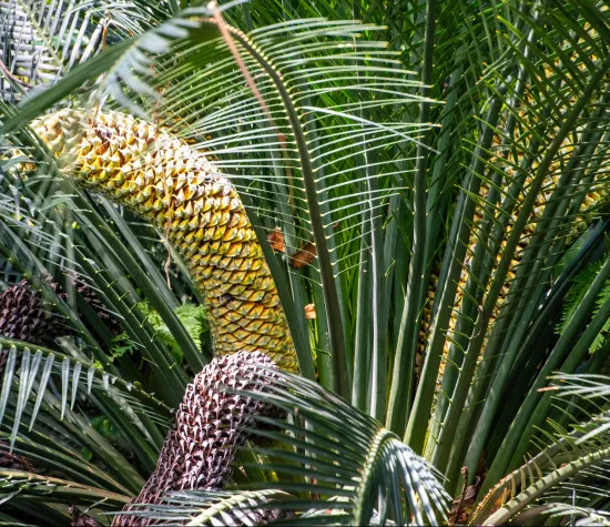 Macrozamia - Dünger 250 ml (Macrozamia communis, moorei, fraseri, miquelii, riedlei) mineralischer NPK Flüssigdünger mit Spurenelementen für kräftige Wedel & nachhaltiges Pflegen und Gießen