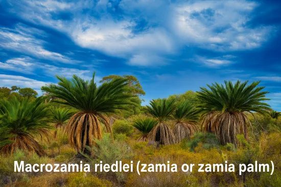 Macrozamia - Dünger 250 ml (Macrozamia communis, moorei, fraseri, miquelii, riedlei) mineralischer NPK Flüssigdünger mit Spurenelementen für kräftige Wedel & nachhaltiges Pflegen und Gießen