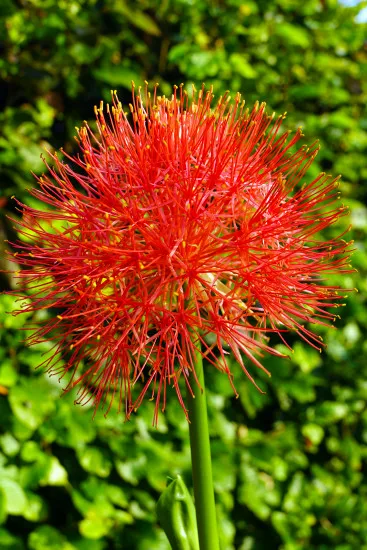 Blutblume Feuerball-Lilie Scadoxus - Dünger 250 ml Scadoxus multiflorus NPK Flüssigdünger zur Blatt- & Wurzeldüngung