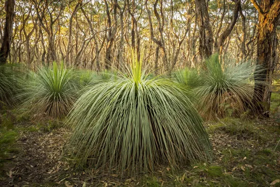 Grasbaum Xanthorrhoea – Dünger 250 ml Mineralischer NPK Flüssigdünger mit Spurenelementen für Yacca / Blackboy / Grasstree (Xanthorrhoea spp.) – Anzucht, Jungpflanzen, Zuwachs, Blüte & Frucht
