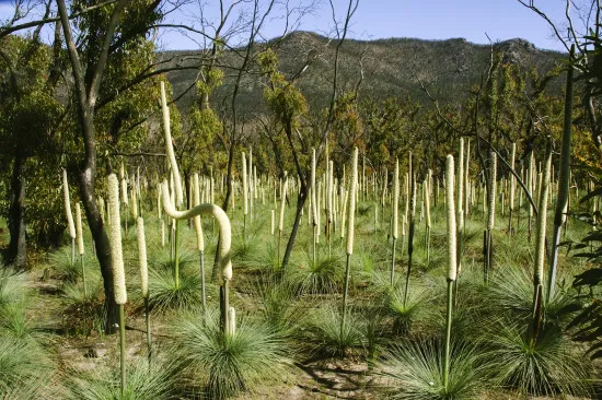 Grasbaum Xanthorrhoea – Dünger 250 ml Mineralischer NPK Flüssigdünger mit Spurenelementen für Yacca / Blackboy / Grasstree (Xanthorrhoea spp.) – Anzucht, Jungpflanzen, Zuwachs, Blüte & Frucht