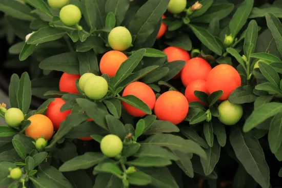 Korallenstrauch – Dünger Solanum pseudocapsicum 250 ml Mineralischer Flüssigdünger mit Spurenelementen | Für Korallenbäumchen / Korallenkirsche / Jerusalemkirsche | Blatt- & Wurzeldüngung