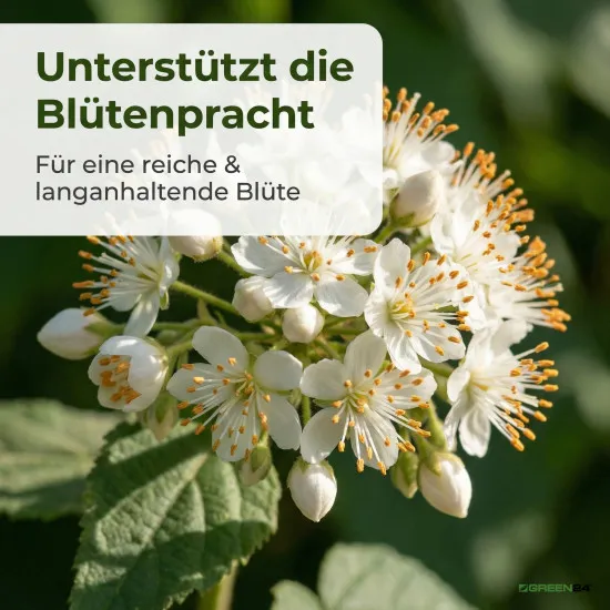 Zimmerlinde Dünger – 250ml Spezialdünger für Sparmannia africana | Fördert kräftiges Wachstum & gesunde Blätter | Ideal für alle Zimmerlinden