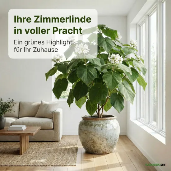 Zimmerlinde Dünger – 250ml Spezialdünger für Sparmannia africana | Fördert kräftiges Wachstum & gesunde Blätter | Ideal für alle Zimmerlinden