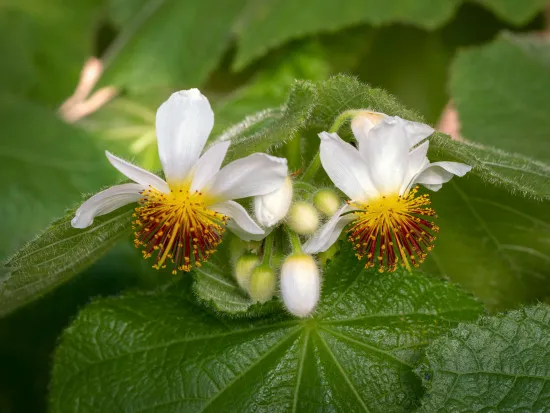 African lime tree blossom and buds, Sparrmannia africana - Von AngieC / stock.adobe.com